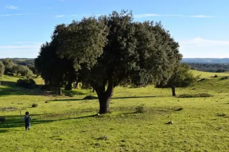 Casa do Forno, Ferme partagée près de Serra Monfuradoca - Photo 34