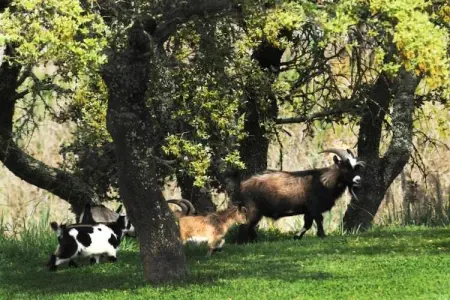 Casa de Pedras, Ferme à Montemor près du lac et forêt - Photo 39