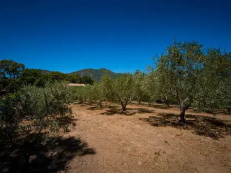 Maison Christian, Maison 6 personnes à Cervione Castagniccia - Photo 21