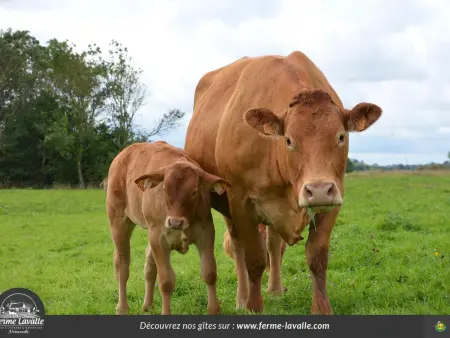 Maison Normande près d'Utah Beach, animaux acceptés - Photo 31