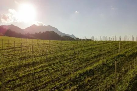 Mimosa, Séjour détente à la campagne - Photo 38