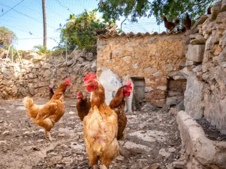 Can Caubo, Maison 6 personnes à Cala d'Or - Photo 29