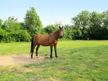 La Bedelle, Gite 4 personnes à Sainte Marie Du Mont - Photo 14