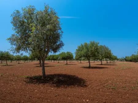 Son Viquet, Maison 6 personnes à Campos - Photo 40