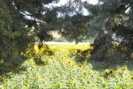 Binnella 18, Appartement au bord du lac avec jardin - Photo 35