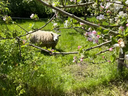 Deux maisons berrichonnes avec jardin privatif et cour partagée, idéale pour les groupes - Photo 33