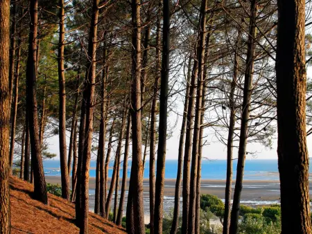 T3 neuf à Arcachon : terrasse, parking et wifi, Appartement 4 personnes à Arcachon - Photo 20
