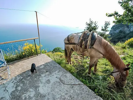 Dea Afrodite, Maison 6 personnes à Praiano - Photo 16