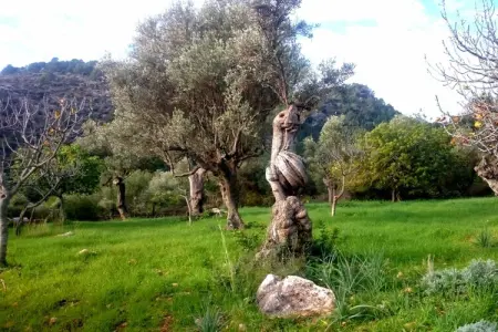 Ca Na Carme (alaronera), Retraite dans une villa de montagne rustique - Photo 27