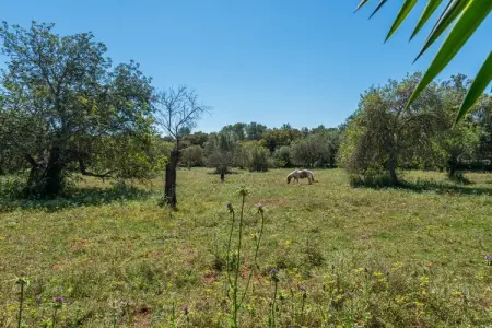 Can Rafalino, Maison à Llubí avec piscine et verger - Photo 31