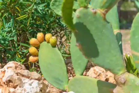 Can Pina - Eco Cascada -, Finca charmante à Costitx avec piscine privée - Photo 25