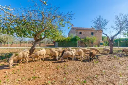 Sa Mata, Sa Mata - Villa avec piscine privée à Campanet - Photo 32