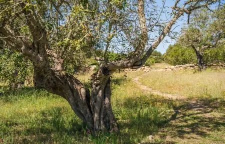 La Talayeta, Maison 6 personnes à Arta - Photo 21