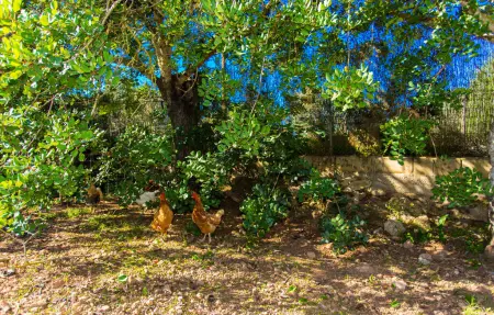 Cas Boter, Maison 3 personnes à Arta - Photo 21