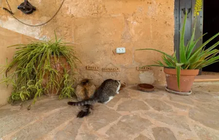 Sa Vinyassa Des Comte, Maison 5 personnes à Santa Margalida - Photo 14