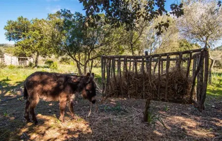 Els Nou Cortons, Maison 6 personnes à Son Servera - Photo 46