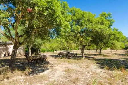 S'aresta Den Rumbet, Villa à Llucmajor avec piscine privée - Photo 24