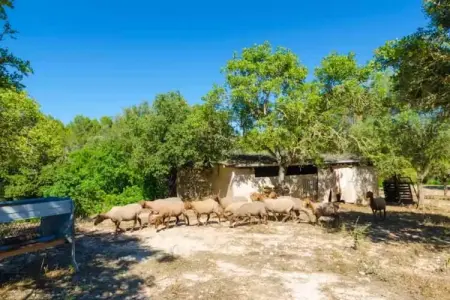 S'aresta Den Rumbet, Villa à Llucmajor avec piscine privée - Photo 26