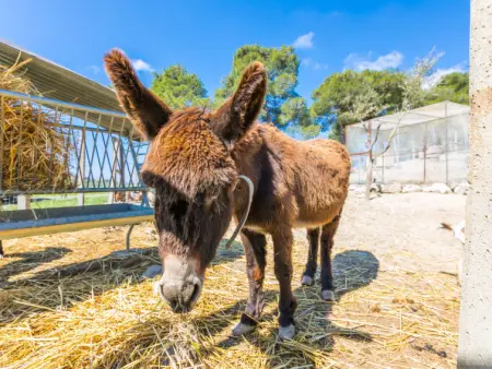 La Carraia, Gite 5 personnes à Bibbona - Photo 40
