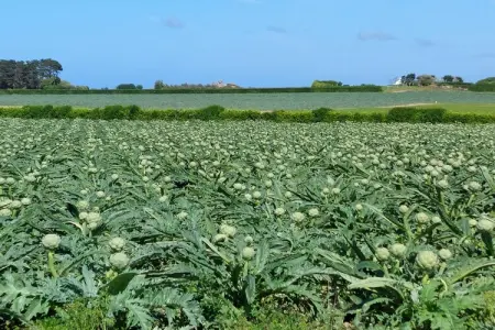 Ferienhaus in Cléder, Maison en Bretagne avec Vue sur Mer - Photo 15