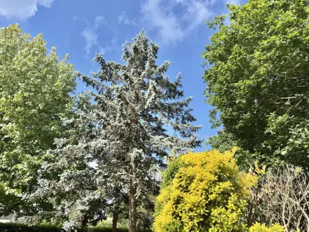 Maison rénovée à Fouesnant, proche plages, jardin et terrasse - Photo 19