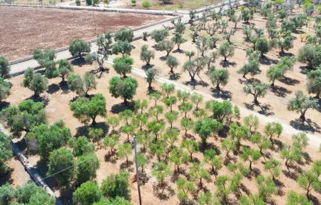 Casale Valle Degli Ulivi, Maison 4 personnes à Ostuni - Photo 15