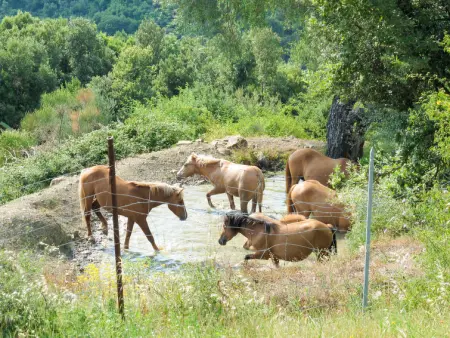 Paradiso Selvaggio, Gite 6 personnes à Lago Trasimeno - Photo 33