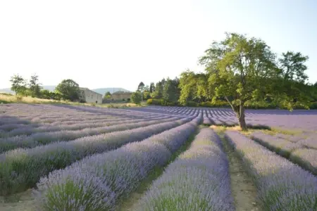 T2 'regular', Château Confort en Provence - Photo 35