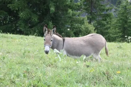 Les Huskies N°45 - 3P6, Appartement à Saint-Sorlin avec vue montagne - Photo 25
