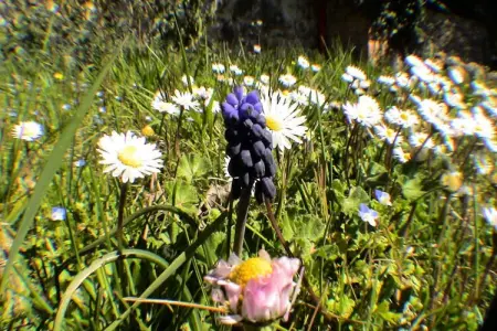 Le Jas, Mas De Charme, Piscine Partag&eacute;e , Nature, Calme, 6 Ha En Provence, Maison en Provence avec Piscine et Spa - Photo 12