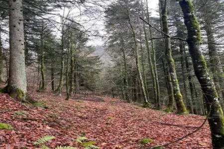 LA POMME DE PIN 2  Appartement avec terrasse, Appartement à La Bresse près de rivière & ski - Photo 21