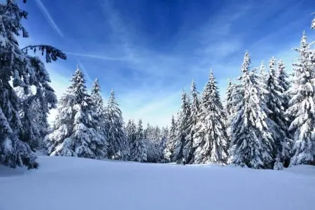 LA POMME DE PIN 2  Appartement avec terrasse, Appartement à La Bresse près de rivière & ski - Photo 22