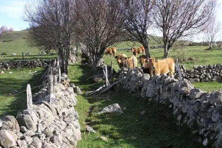 Gîte de France Bon aubrac pour 12 personnes 2 épis, Gîte de France Bon Aubrac pour 12 personnes - Photo 53