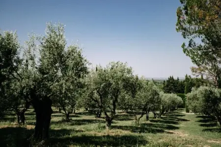 La Voli&egrave;re - Pernes-les-fontaines, La Avière Pernes les fontaines - Photo 25