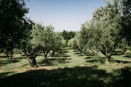 La Voli&egrave;re - Pernes-les-fontaines, La Avière Pernes les fontaines - Photo 26