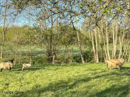 Maison spacieuse avec jardin et animaux acceptés, idéale pour famille ou amis - Photo 33