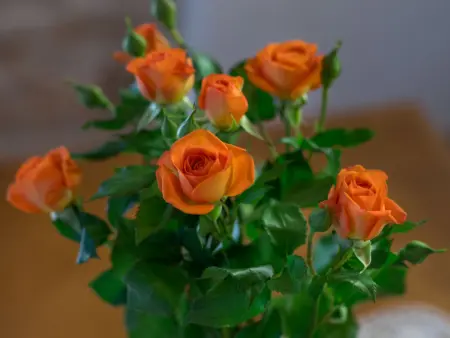 Ivanka, Maison 8 personnes à Pula Vodnjan - Photo 22