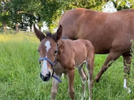 Le Jardin de Timothee, Maison 9 personnes à Montmorillon - Photo 31