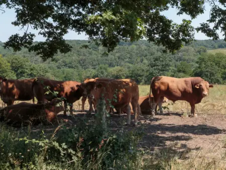 Le Jardin de Timothee, Maison 9 personnes à Montmorillon - Photo 32