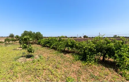 Sa servera de Son Valls, Maison 6 personnes à Felanitx - Photo 21