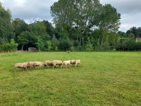 Gîte spacieux avec jardin, WiFi, animaux admis, Gite 4 personnes à Thorigné sur Dué - Photo 8