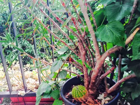 Appartement spacieux à Montpellier avec jardin, 78 m² - Photo 15
