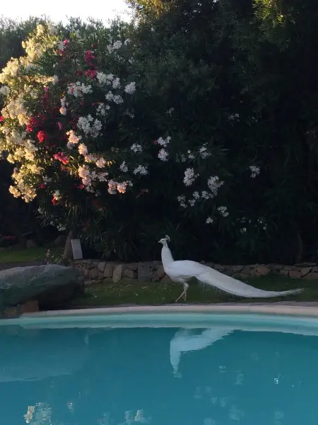 Villa charmante à Olbia avec piscine partagée et jardin - Photo 29