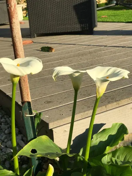 Appartement moderne à Antibes avec jardin et terrasse - Photo 27