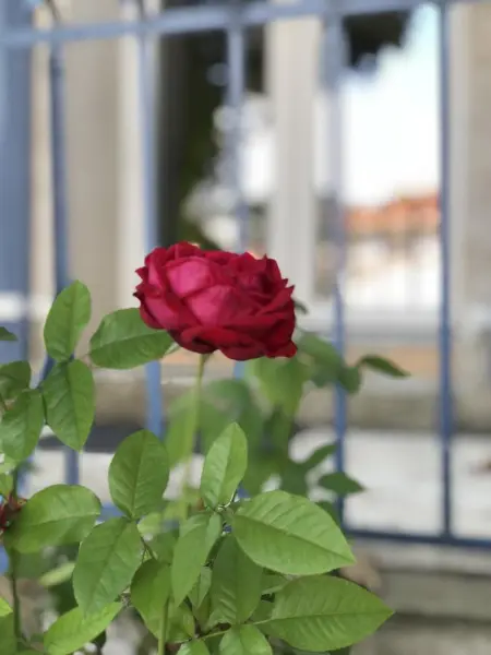 Appartement moderne à Antibes avec jardin et terrasse - Photo 28