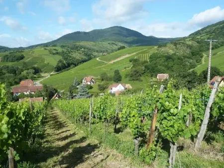 Appartement spacieux à Epfig avec vue sur le jardin - Photo 26