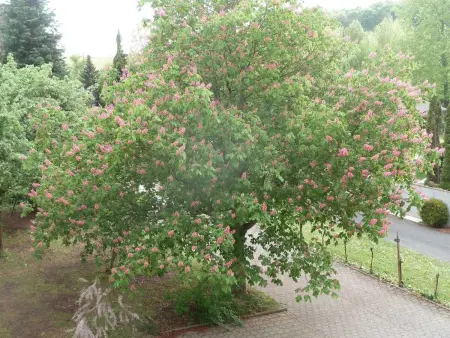Appartement spacieux à Epfig avec vue sur le jardin - Photo 28