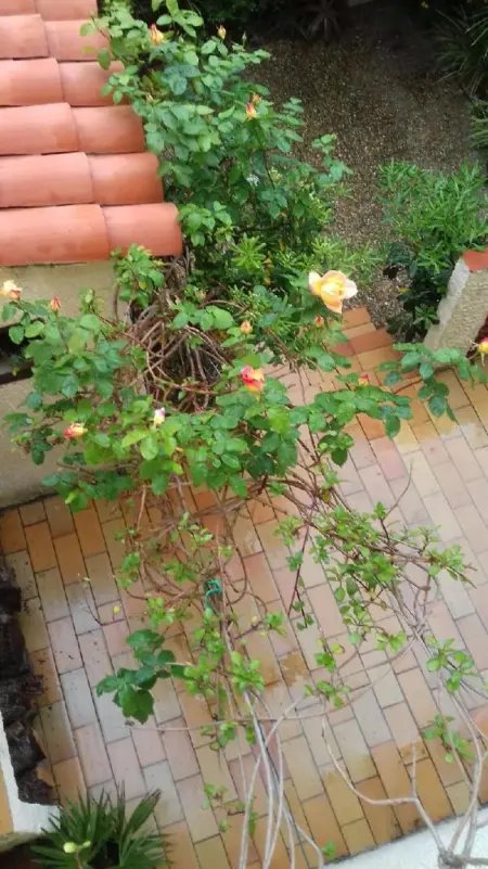 Maison charmante à Sainte-Marie avec grand jardin - Photo 16