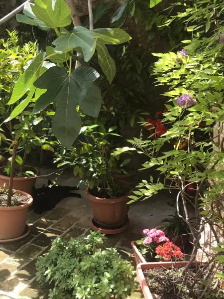 Appartement lumineux à Montenero - 60 m², vue montagne - Photo 17