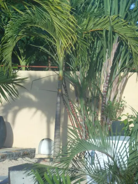 Maison spacieuse à Pointe aux Piments avec piscine partagée - Photo 26
